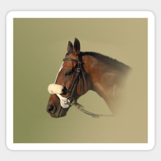 Race Horse Sticker